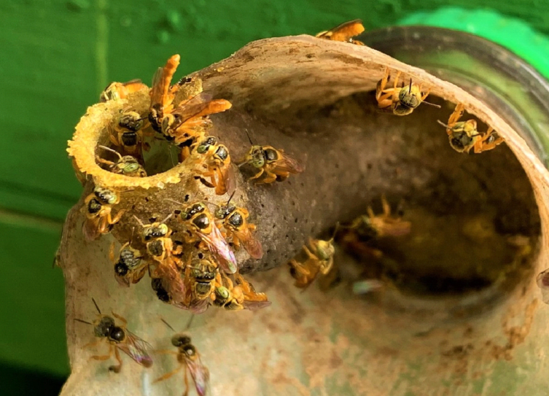 ABELHAS NATIVAS E SUA IMPORTÂNCIA NA AGRICULTURA